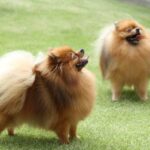 クレイン・ケイ　ポメラニアン専門犬舎へようこそ！