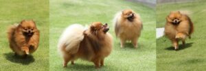 クレイン・ケイ　ポメラニアン専門犬舎へようこそ！