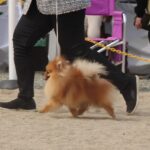 ドッグショー FCIインターナショナル・ドッグショー他、参戦!