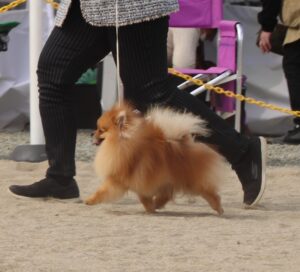 ドッグショー FCIインターナショナル・ドッグショー他、参戦!