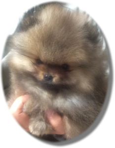 【ヘルメス】ただいま生後3ヶ月!