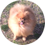 【販売】 ポメラニアン 成犬 (男の子・5歳)(cn. ライオス)