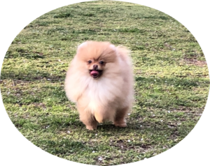【販売】子犬 男の子(No.21-02, cn. VIDAL)