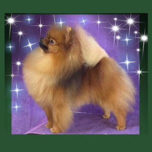 【イーリス】2020年&2021年 ドッグショー キャンペーン中！