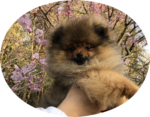 【販売】ポメラニアン子犬 男の子  (No.21-01; cn. JEAN)