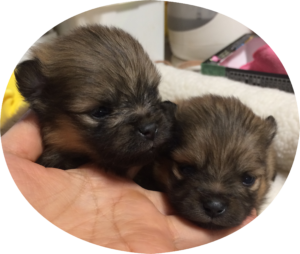【販売】ポメラニアン 子犬 男の子(P21-08, P21-09)