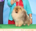 【ヘルメス】ついにドッグショー・デビュー!ベビークラスでリザーブ・キング頂きました