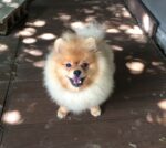 【譲渡】ポメラニアン 子犬 男の子(cn.HEY)