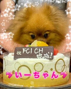 【イーリス】㊗ついに！FCIインターナショナル・ビューティー・チャンピオン完成！㊗