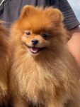 【特別販売】ポメラニアン　チャンピオン男の子　セカンドホーム・パートナーを募集　（cn.AI)