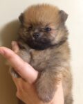 【販売】ポメラニアン 子犬 男の子(cn.MERC)