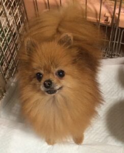 【特別譲渡】セカンドライフ・パートナーを募集　成犬　女の子(A21-01,cn.PREOUS)　