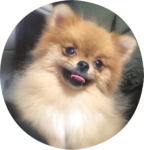 【特別販売】ポメラニアン　女の子　希少な超小ぶり1歳（cn. MUSA）