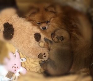 【赤ちゃん】CH.テミスに待望の赤ちゃん誕生!