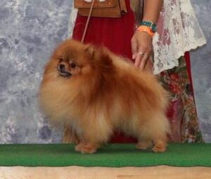 【NEW CH完成】プルートス、チャンピオン・タイトル完成！