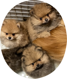 【御礼】ポメラニアン　子犬　男の子　四肢健全・健康ボディ・もふもふかわいいお顔の三兄弟　