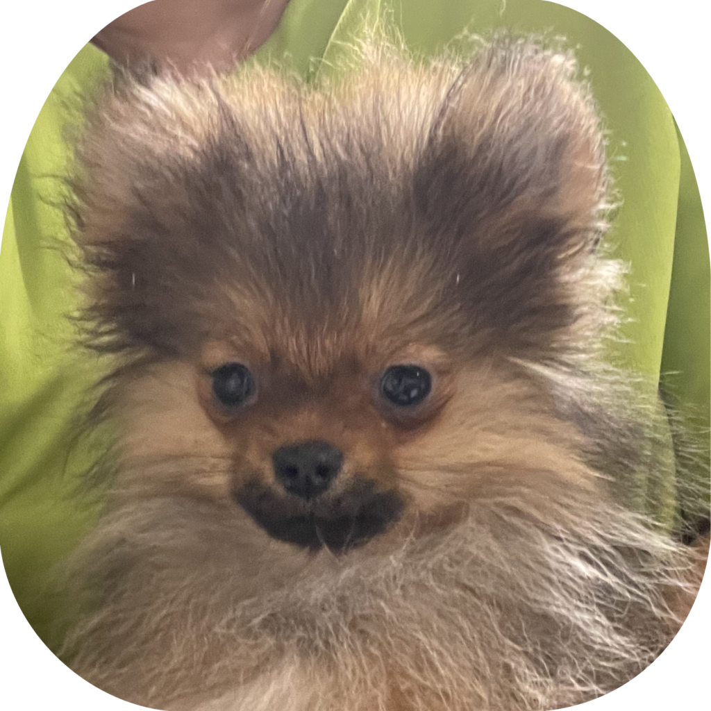 特別販売】ポメラニアンINT.CH.直子・特選子犬（女の子）のオーナー様