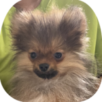 【特別販売】ポメラニアンINT.CH.直子・特選子犬(女の子)のオーナー様を募集します(cn.Maria)