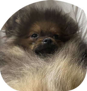 【販売】期間限定特別価格：ポメラニアンINT.CH直子　子犬（男の子)のオーナー様を募集します（cn.Henry）