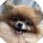 【特別販売】ポメラニアン 超小ぶりお顔の可愛い超スイートな女の子(3歳)の特別販売紹介ページです。(cn. TAREIA)