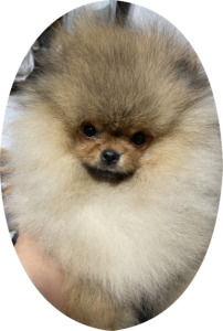 特別販売】ポメラニアン 特選子犬 お顔の可愛い＆モフモフ小ぶり