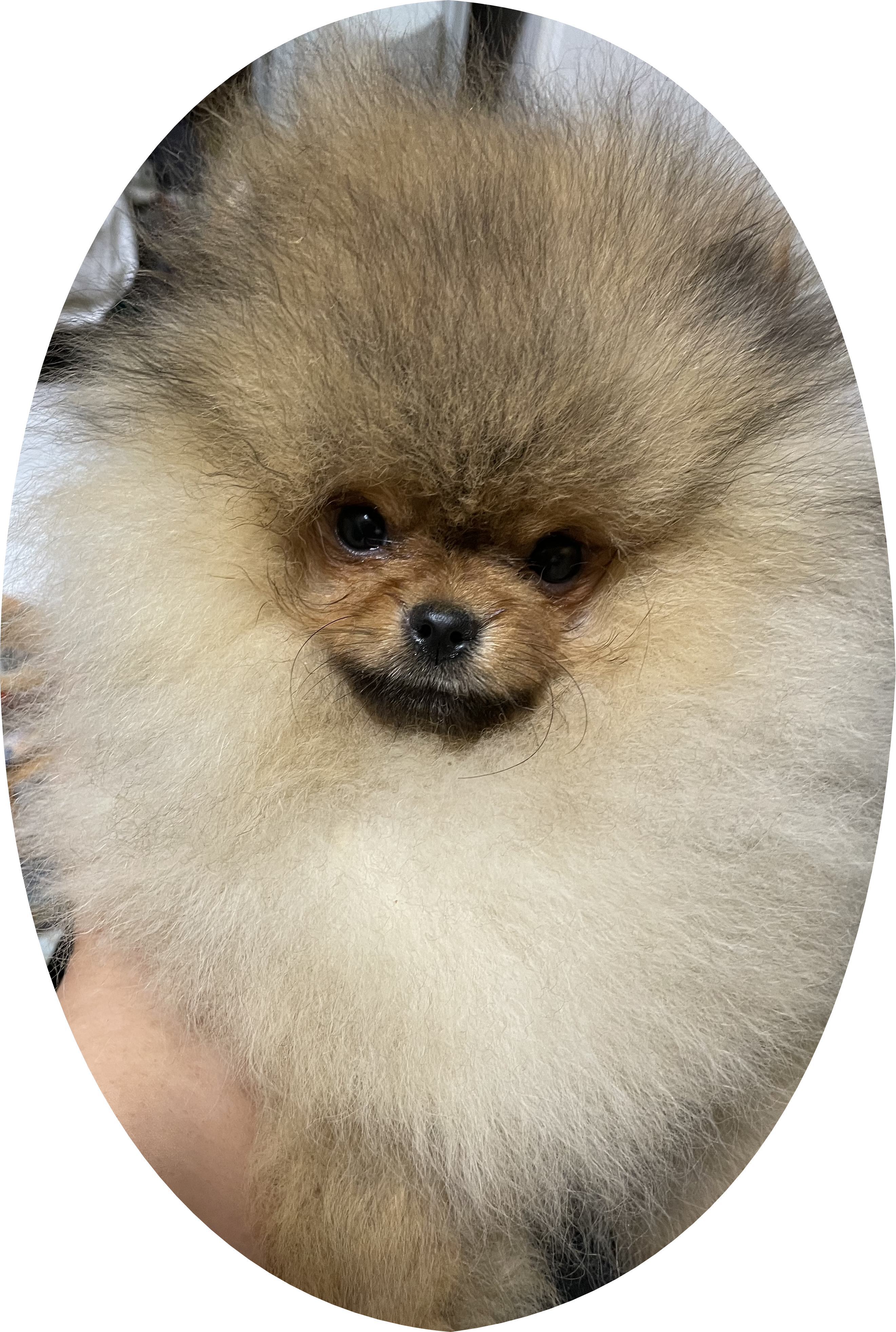 【特別販売】ポメラニアン　特選子犬　お顔の可愛い＆モフモフ小ぶりショースペック男の子（TEA22-01, cn.CESER)