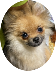 【特別販売】ポメラニアンCH直子・成犬(3歳・男の子)のオーナー様を募集します!(cn.JB)