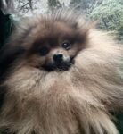 【ポメラニアン子犬販売】CH直子・タイ＆米国ハイブリッド血統、四肢健全・健康優良児の男の子（１歳）のオーナー様を募集します（cn.いっち)