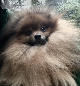 【ポメラニアン子犬販売】CH直子・タイ＆米国ハイブリッド血統、四肢健全・健康優良児の男の子（１歳）のオーナー様を募集します（cn.いっち)