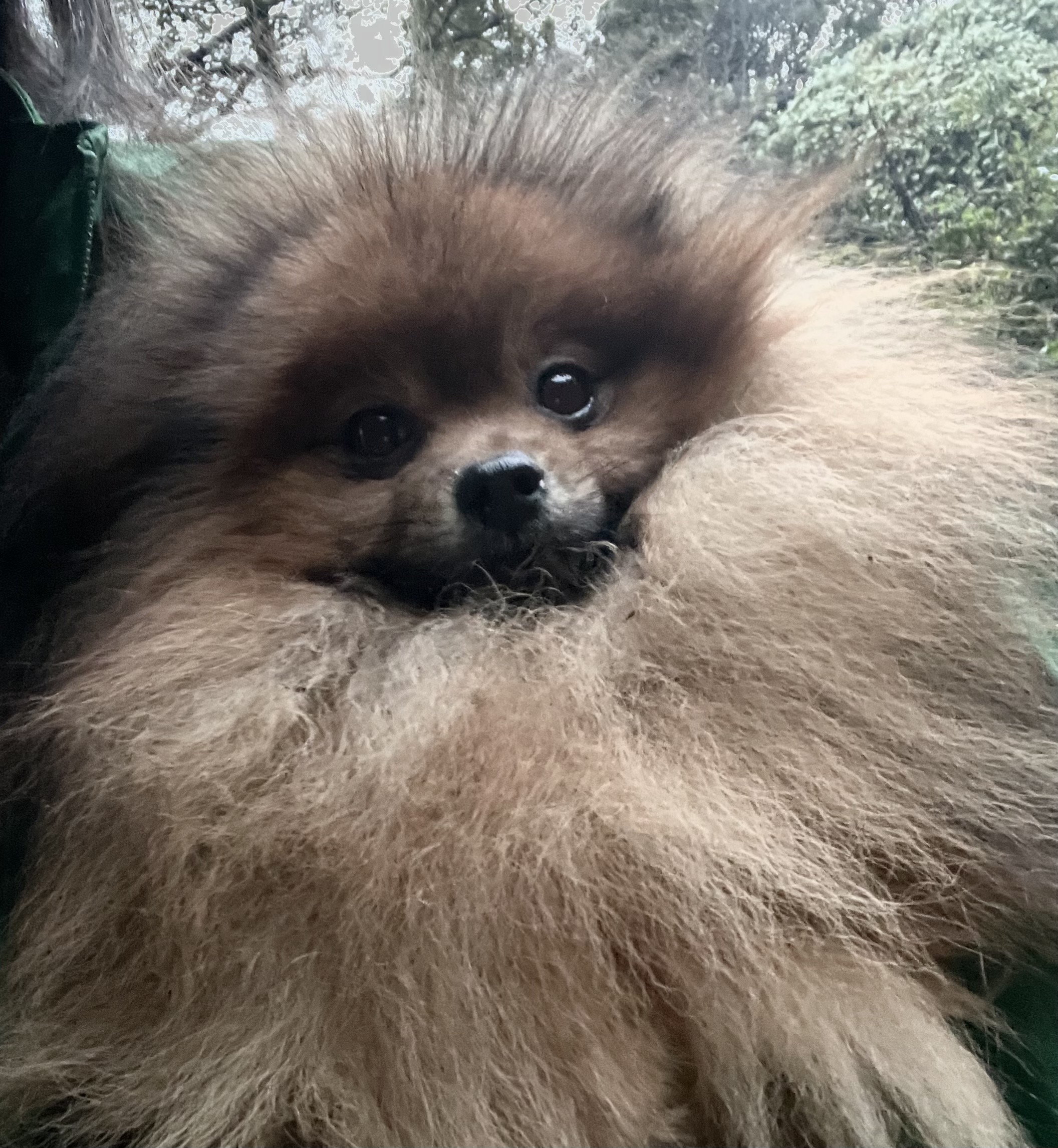 【ポメラニアン子犬販売】★12月期間限定★ CH直子・タイ＆米国ハイブリッド血統、四肢健全・健康優良児の男の子（１歳）のオーナー様を募集します（cn.いっち)