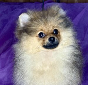 【特別販売】ハイスペック・超優良血統から生まれた、ショータイプ男子 "アトラス"(TEMIS25-01)