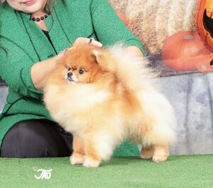 【New CH完成】　㊗アレックス！