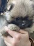 【ポメラニアン子犬販売】四肢健全・元気いっぱい！おおらかで優しい甘えんぼさんの男の子（生後２か月）のオーナー様を募集します（HANA25-01, cn.風ふう)