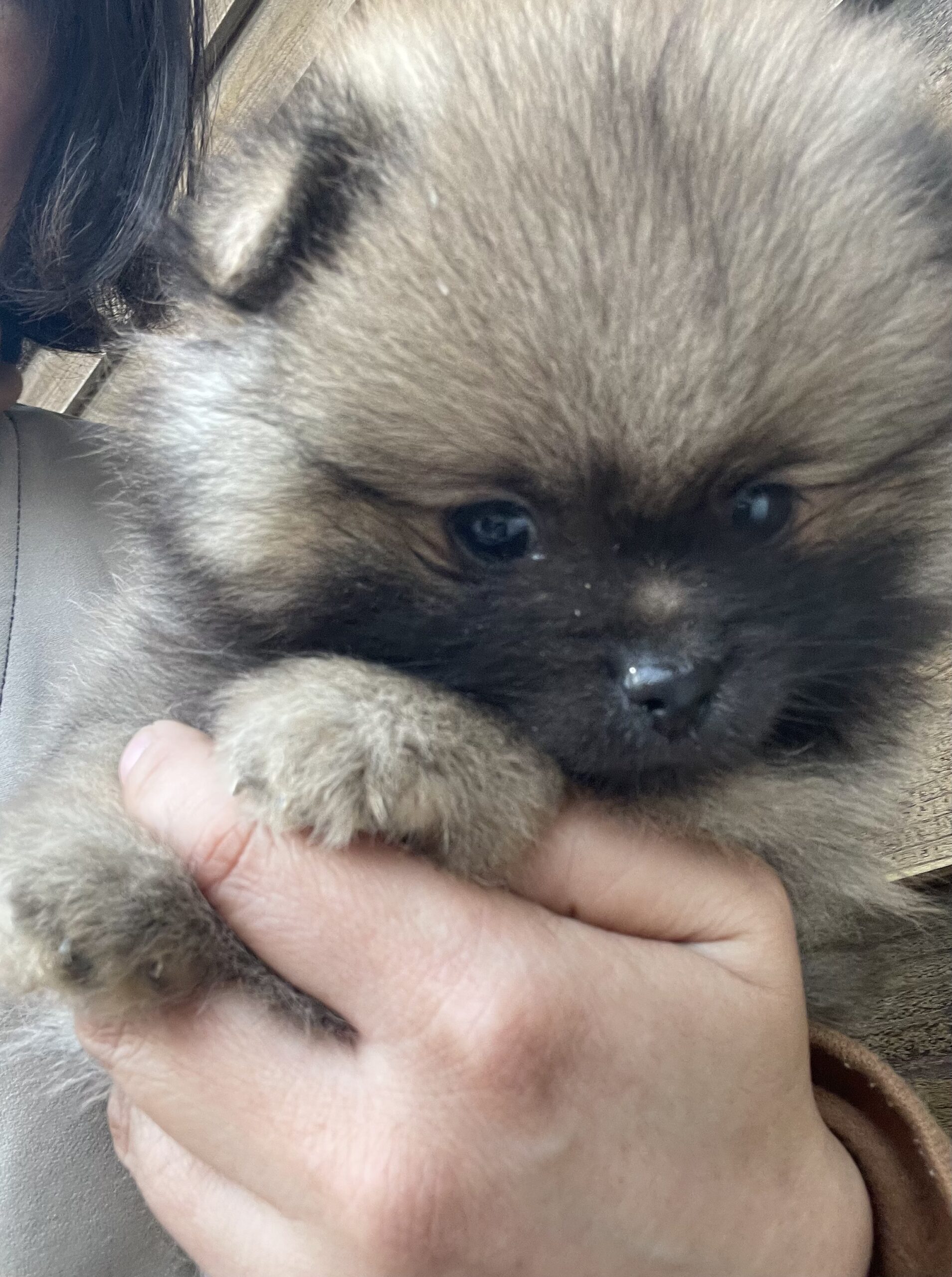 【ポメラニアン子犬販売】四肢健全・元気いっぱい！おおらかで優しい甘えんぼさんの男の子（生後２か月）のオーナー様を募集します（HANA25-01, cn.風ふう)