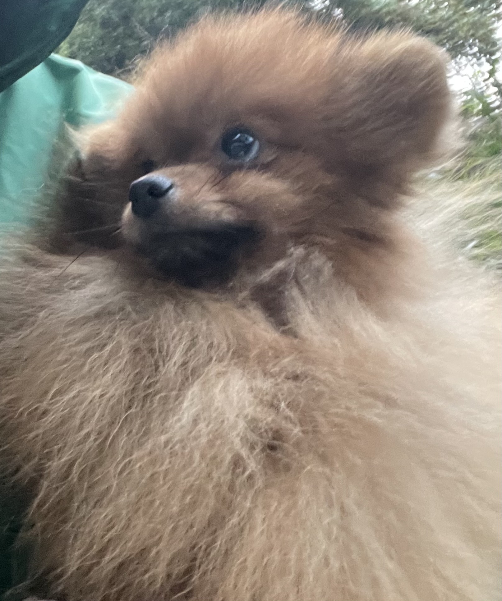 ポメラニアン子犬販売】☆12月期間限定☆両親CH・米国-タイ-英国血統を
