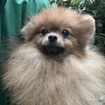 両親CH犬、米国-タイ-英国の優良血統を受け継ぐ、上品で優しい男の子（TEMIS24-01, cn.宙ソラ)