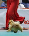 【JKCサクラアニュアル2026】メイ、オーバースペシャルWB＆BOS受賞
